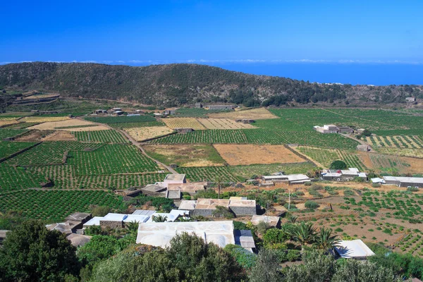 Plantage, pantelleria — Stockfoto