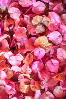 bouganvillea yaprakları