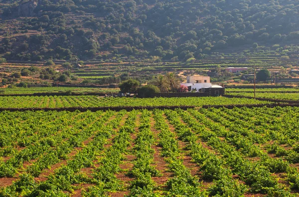 Plantación, Pantelleria — Foto de Stock