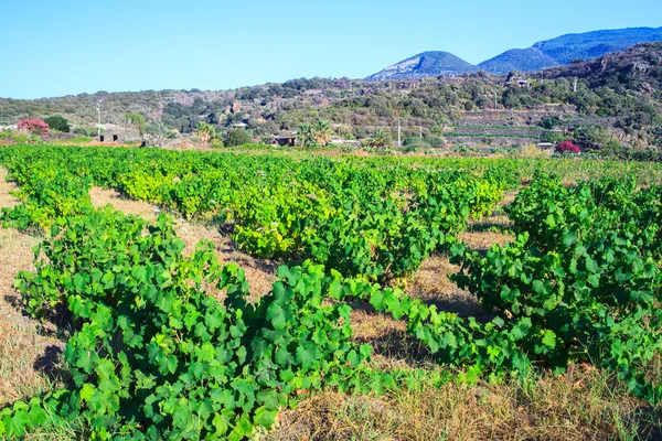 Zibibbo, uva de vino blanco — Foto de Stock