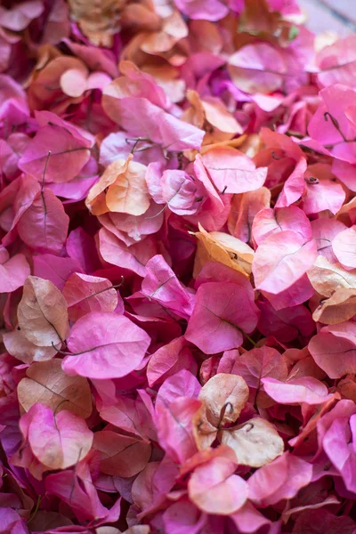 Bouganvillea petals — Stock Photo, Image