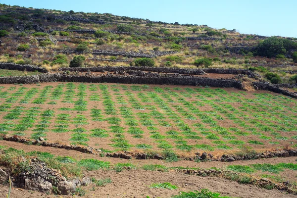 Kappertjes plant — Stockfoto