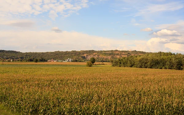 Corn cultivation — Stock Photo, Image