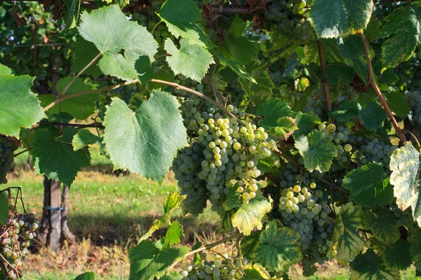 Vineyards — Stock Photo, Image