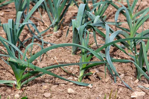 Plantas de cebolla en el suelo — Foto de Stock