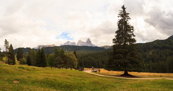 Parque Paneveggio — Foto de Stock