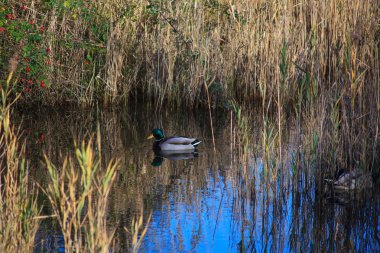 havuzumda lagün içinde