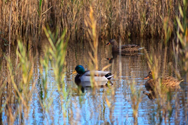 Stockenten in der Lagune — Stockfoto