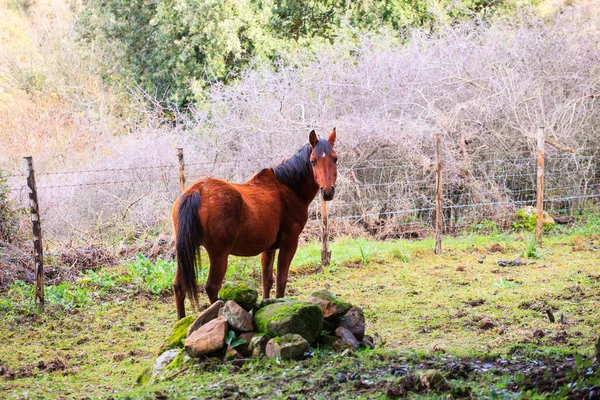 Betande häst — Stockfoto