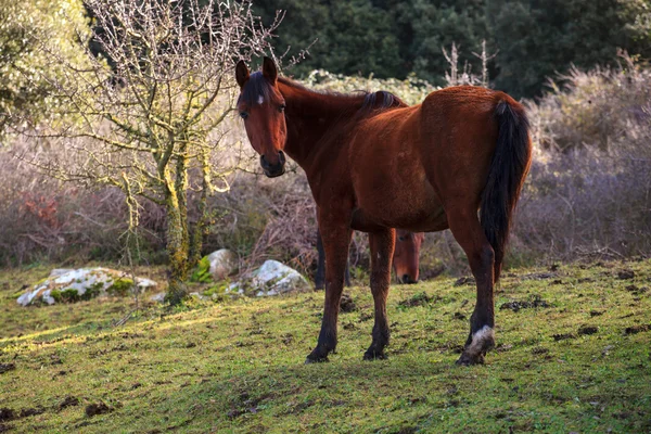 Koně pasoucí se — Stock fotografie