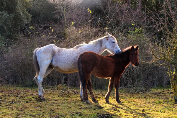 Koně, pastva — Stock fotografie