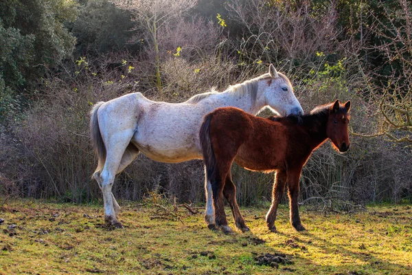Betande hästar — Stockfoto