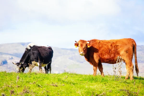 Cows — Stock Photo, Image