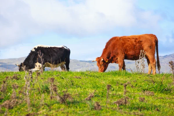 Cows — Stock Photo, Image