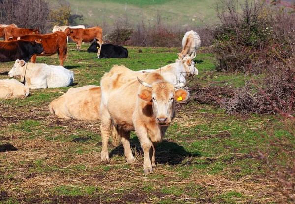 Vacas — Foto de Stock