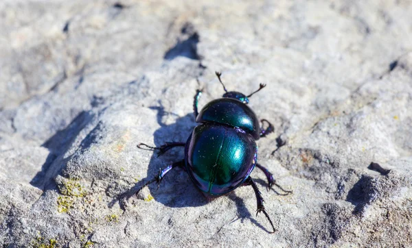 Beatle verde — Foto de Stock