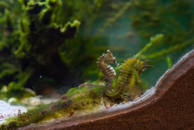 Akvaryumda denizatı