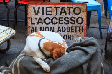 Köpek uyuyor.