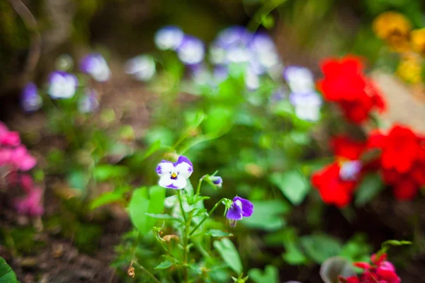 Flores coloridas — Fotografia de Stock