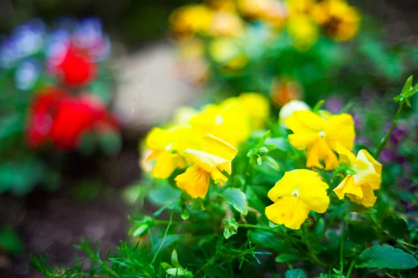 Colorful flowers — Stock Photo, Image