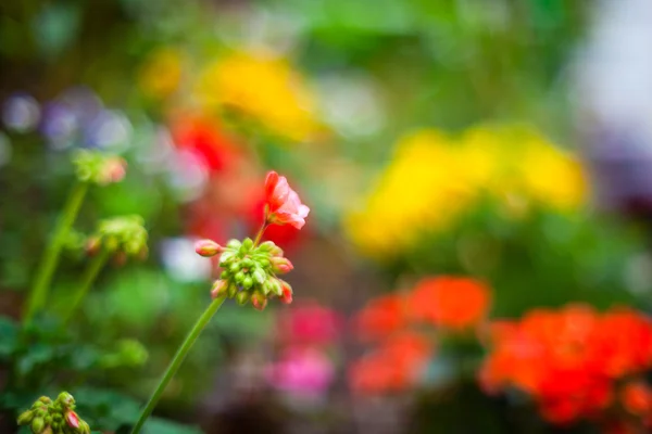 화려 한 꽃들 — 스톡 사진