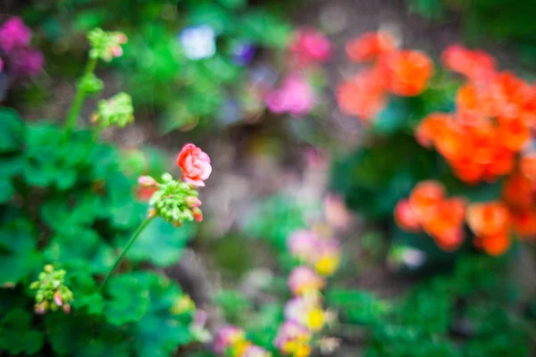 Барвисті квіти — стокове фото