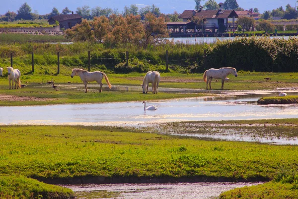 Camargue 말 — 스톡 사진