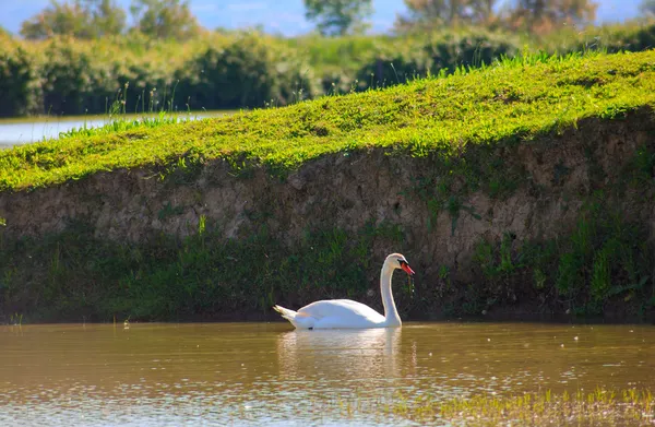 Cisne —  Fotos de Stock