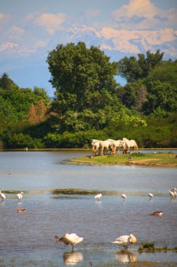Camargue ATI