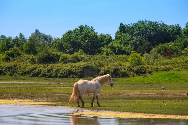 Kůň — Stock fotografie