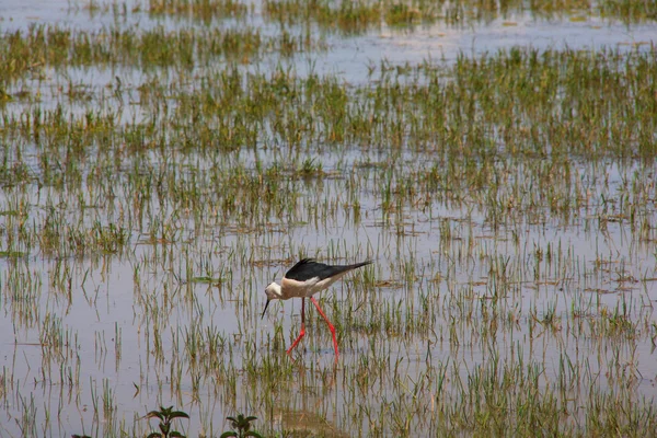 Black-winged Stilt — Stockfoto