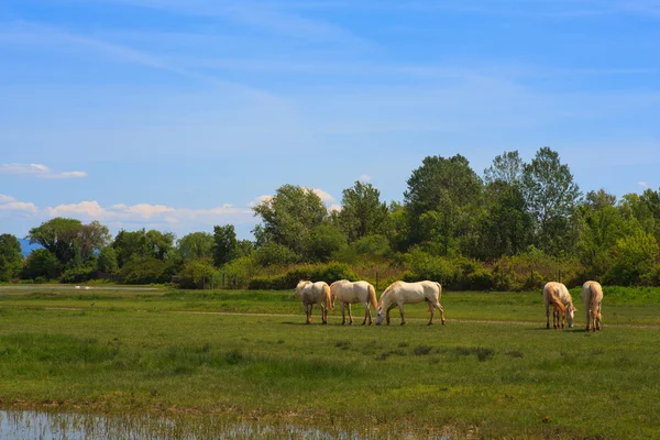 Camargue-Pferde — Stockfoto