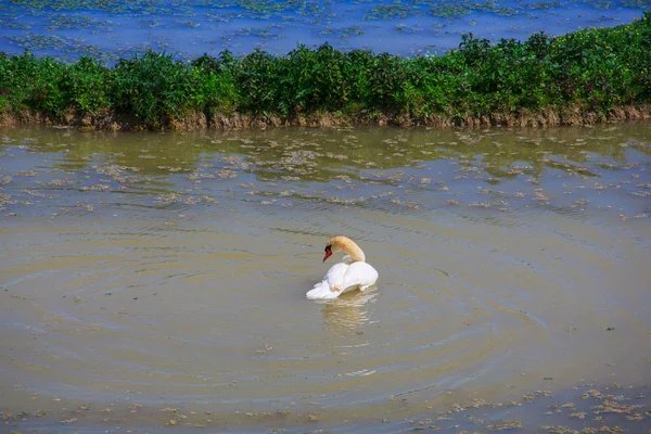 Zwaan — Stockfoto