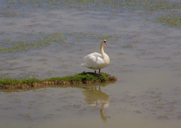 Schwan — Stockfoto