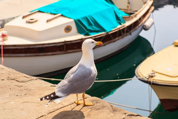 Gaivota de pernas amarelas — Fotografia de Stock