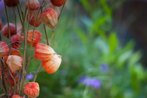 Сушеные цветы — стоковое фото