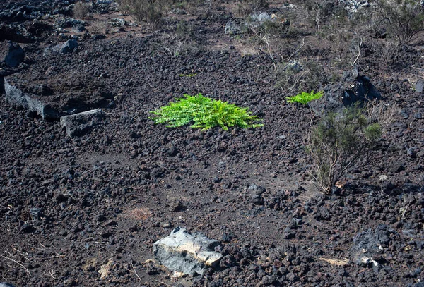 西西里熔岩上的Capers植物景观 — 图库照片