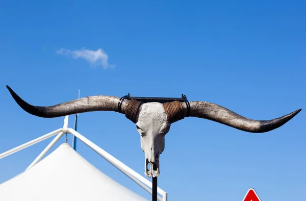 Buffalo Schedel Opknoping Een Paal — Stockfoto