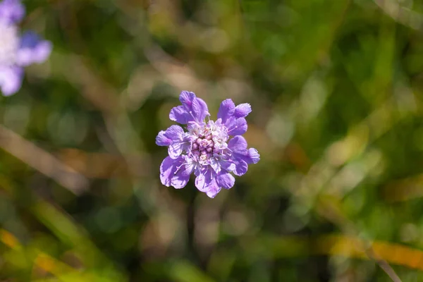 スカビオサの花の近くで 開花植物のスイカズラ科の属です — ストック写真