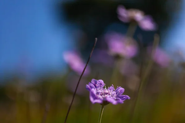 Primo Piano Del Fiore Scabiosa Genere Della Famiglia Delle Piante — Foto Stock