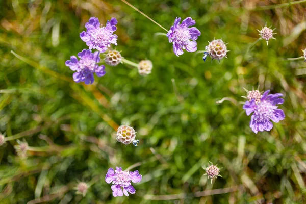 Detailní Záběr Květinu Scabiosa Rod Rodiny Zimolezu Kvetoucích Rostlin — Stock fotografie