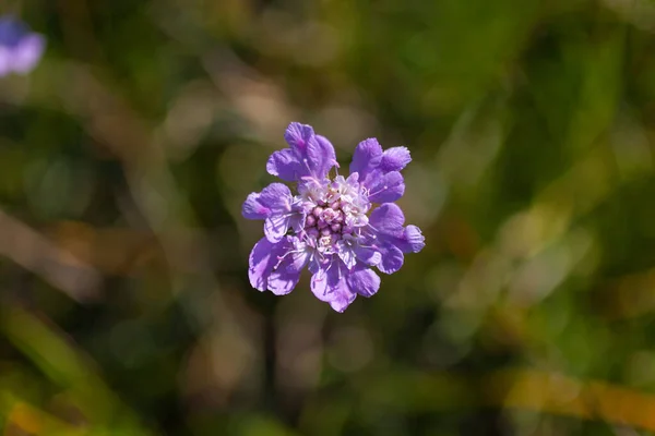 スカビオサの花の近くで 開花植物のスイカズラ科の属です — ストック写真