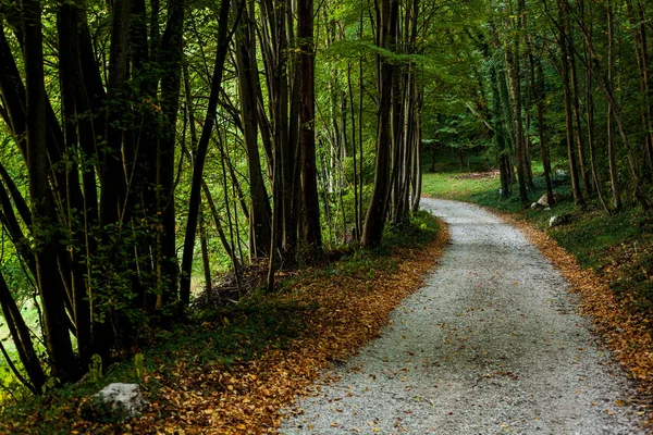 Διαδρομή Που Ονομάζεται Mount Cumieli Ring Friuli Venezia Giulia Ιταλία — Φωτογραφία Αρχείου