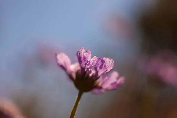 Κοντινό Πλάνο Του Λουλουδιού Scabiosa Είναι Ένα Γένος Της Οικογένειας — Φωτογραφία Αρχείου