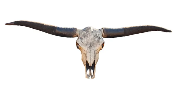 View Buffalo Skull Long Horns Isolated White Background — Stock Photo, Image