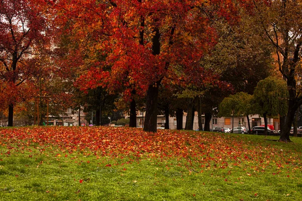 Prachtig Herfstpark Met Rode Bomen Milaan — Stockfoto