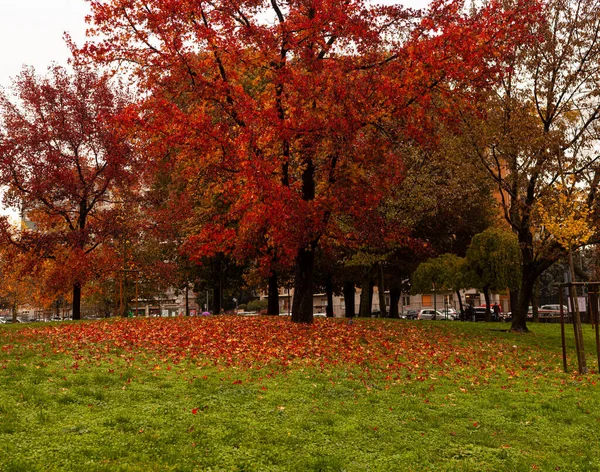 Prachtig Herfstpark Met Rode Bomen Milaan — Stockfoto