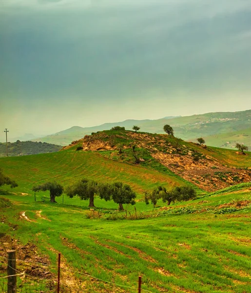 Vista Del Paisaje Rural Siciliano Con Olivos — Foto de Stock