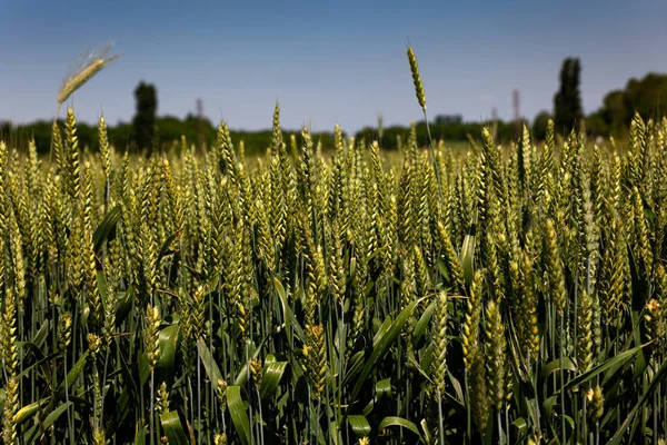 イタリアの青い空の下で風に揺れる緑の麦畑 — ストック写真