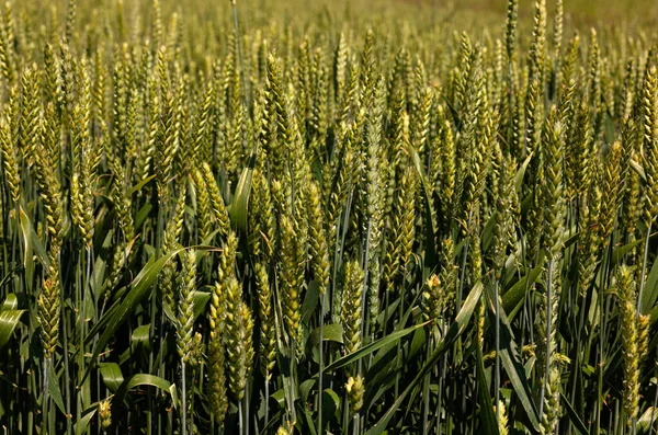 Groene Tarweveld Zwaaiend Wind Onder Een Blauwe Lucht Italië — Stockfoto